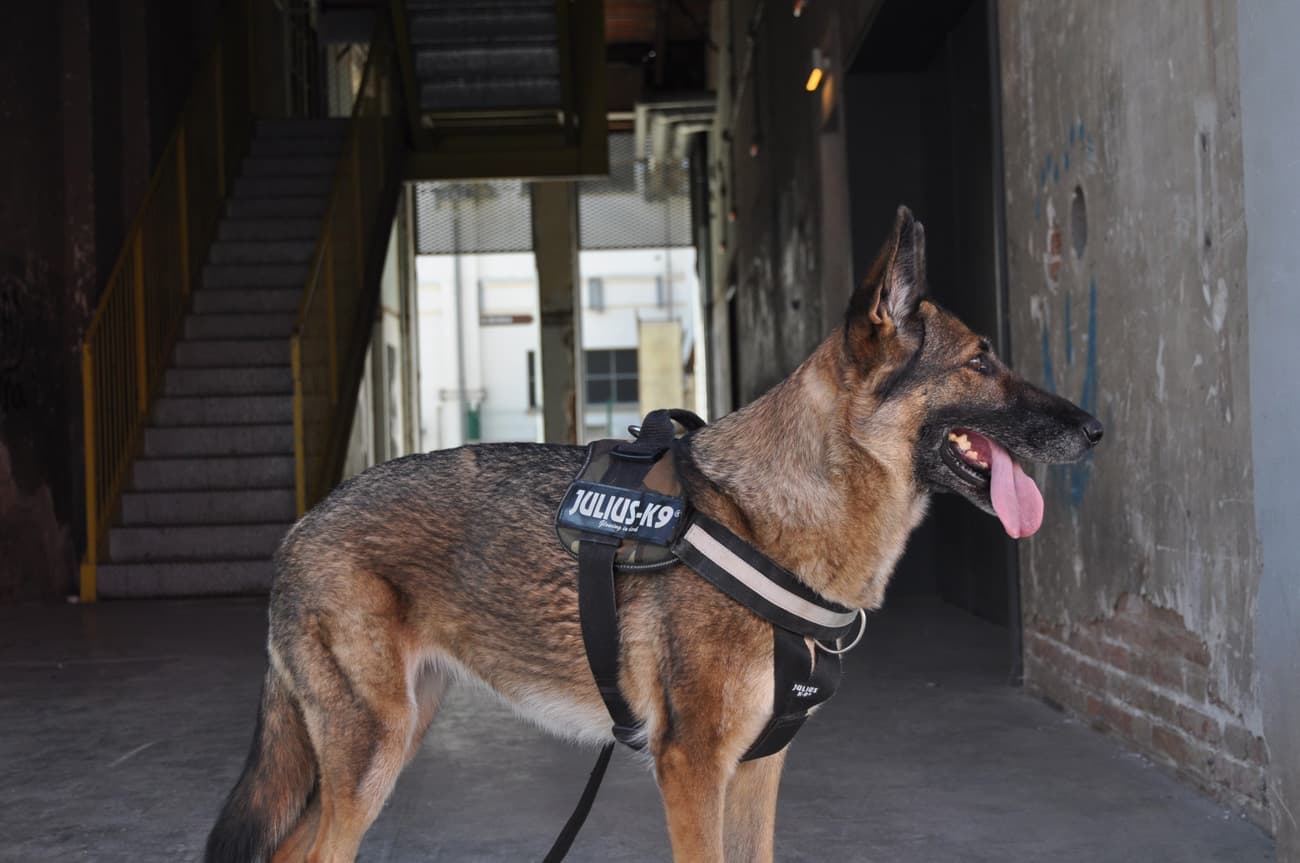 🐕‍🦺 У Польщі створять пенсію для собак та коней з особливими заслугами