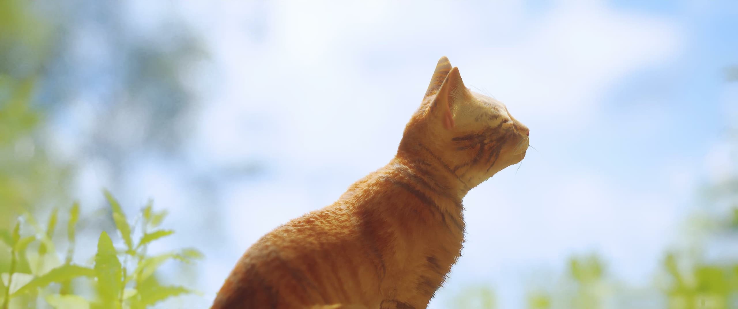 😿 Гра на часі: Stray — про загубленого котика та втрачені можливості