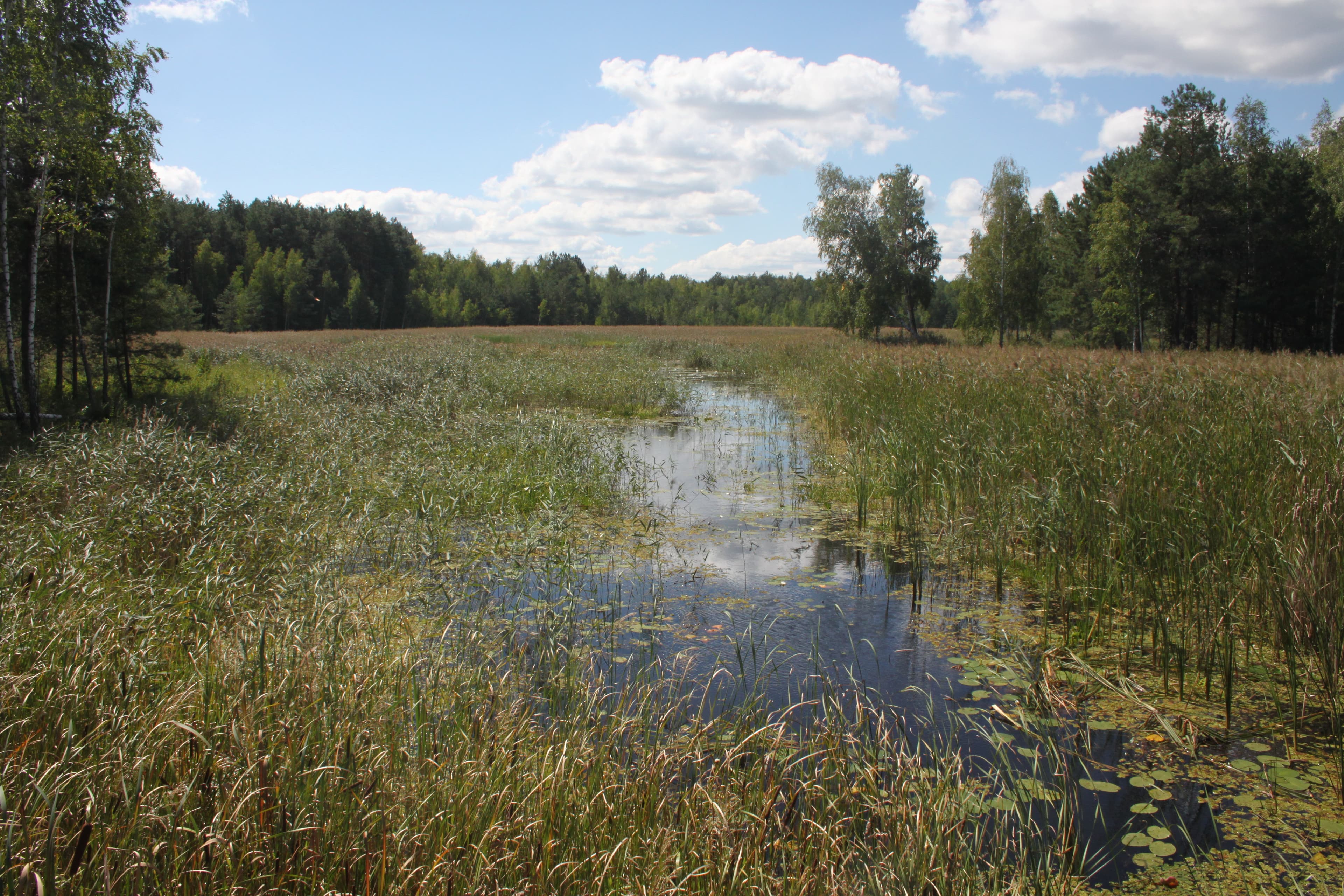 🏞️ У Київській області створять природний парк з велодоріжками