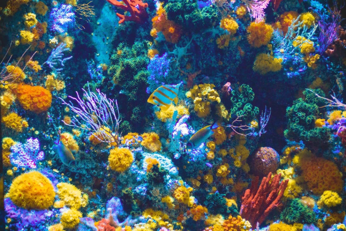🐠 Orb Farm — якщо ви дуже давно хотіли собі акваріум