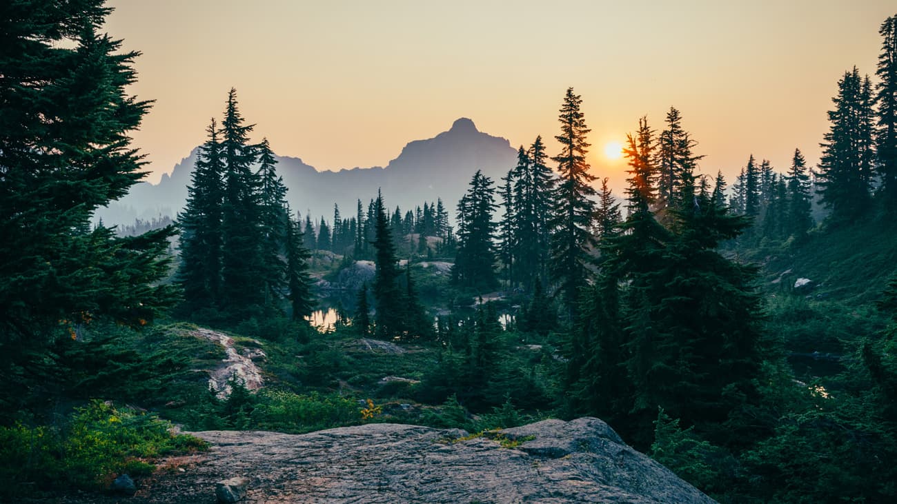 🌲 Sounds of the forest: вийшов сайт зі звуками лісів всього світу — якщо ви сумуєте за природою