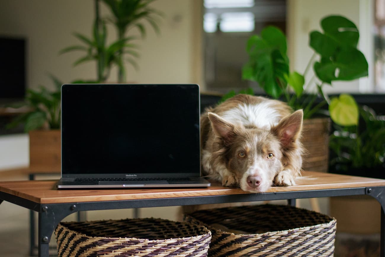 🐶 Український PetTech: 6 стартапів для власників тварин