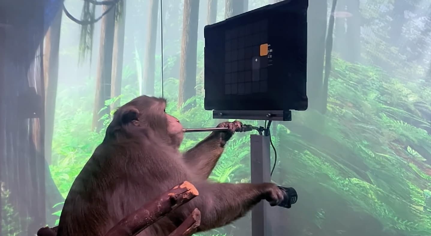 🐒 Neuralink показала мавпу, яка грає в пінг-понг на ПК силою думки: відео