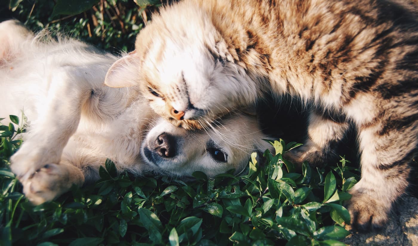 🐕 Дослідження: скільки треба грошей на утримання домашнього улюбленця