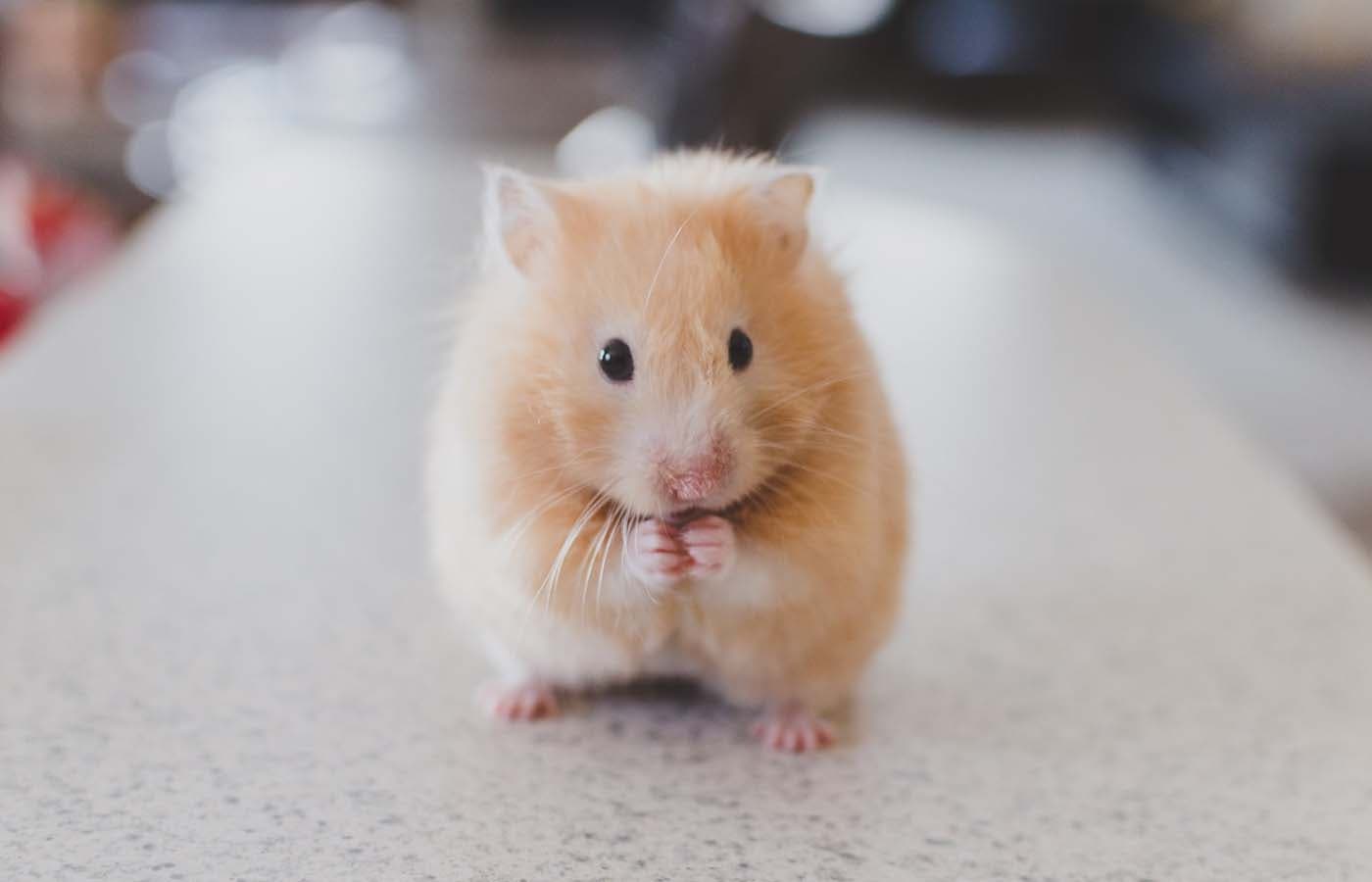 🐹 Хом'як торгує криптовалютою з власної клітки-офіса: це не жарт