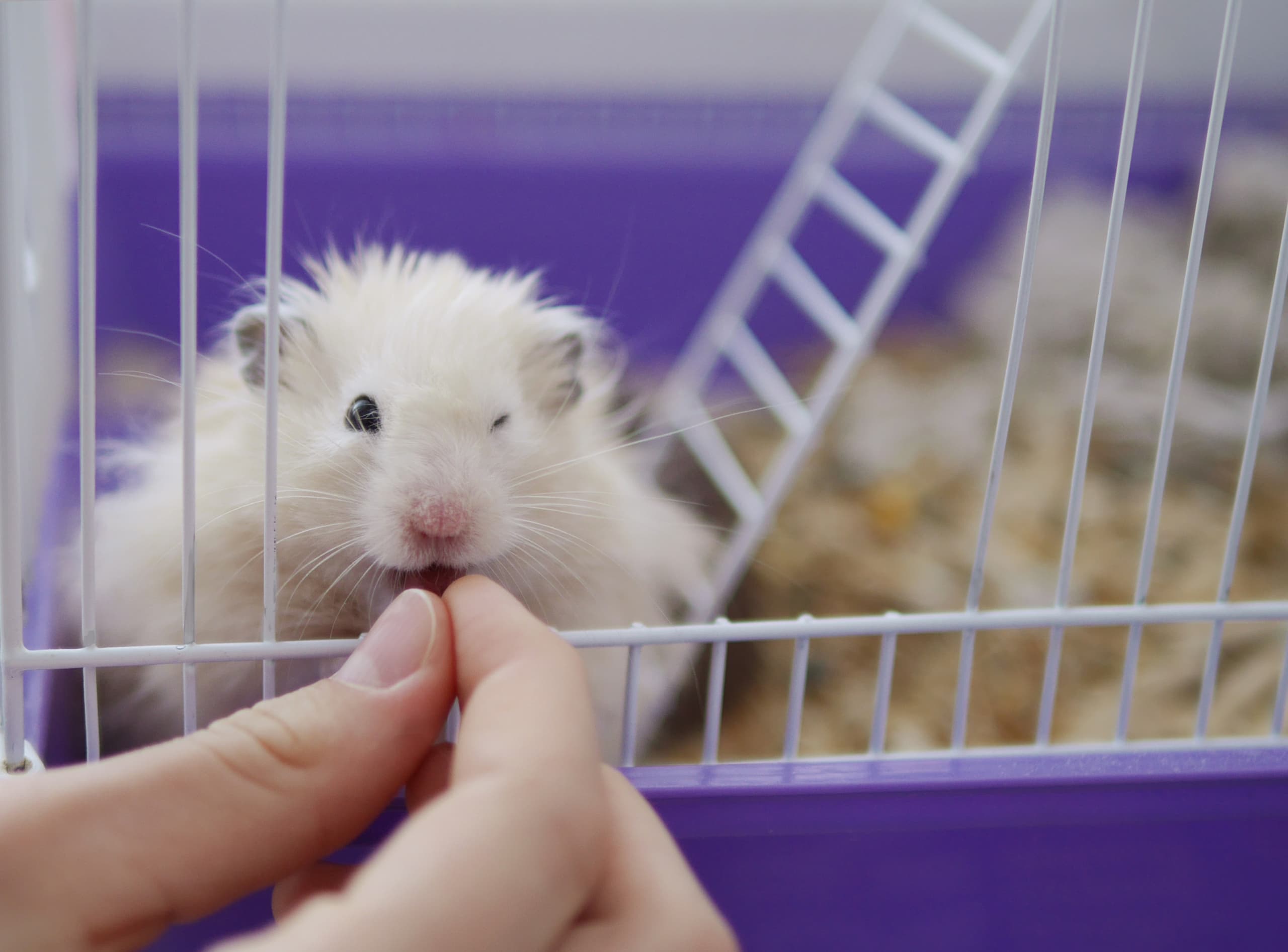 🐹 Дослідження: хом'яки полюбляють міцний алкоголь, аби пережити зиму (і майже не п'яніють!)